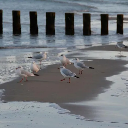 Scheunenloft Usedom-3, Familienoase, Hunde-freundlich Mit Riesigem Garten Lejlighed Mellenthin