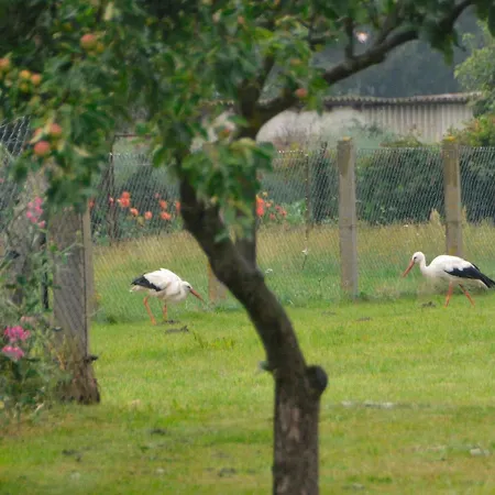 Lejlighed Scheunenloft Usedom-3, Familienoase, Hunde-freundlich Mit Riesigem Garten